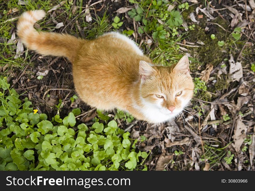 Orange cat in green vegetation looks up. Orange cat in green vegetation looks up