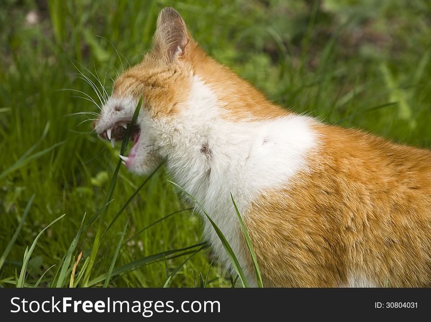 Orange and white cat with opened mouth, cat bites grass