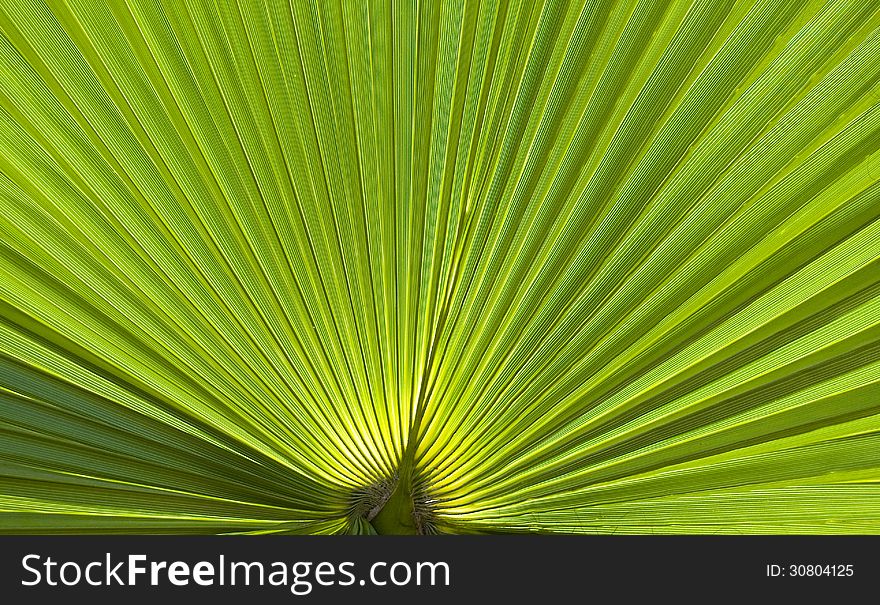 Particular palm leaves exposed to the sun
