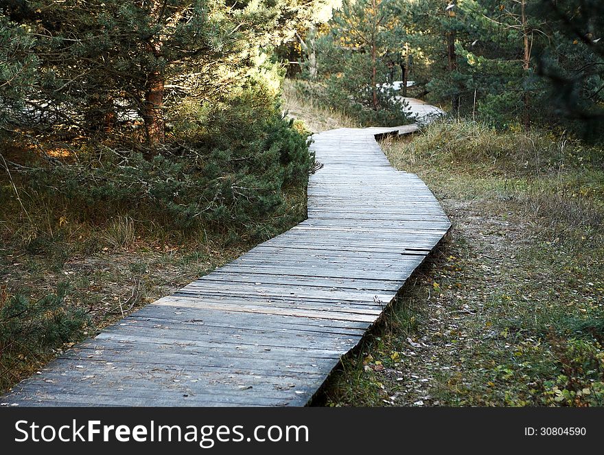 Wooden walkway in the forest on summer day