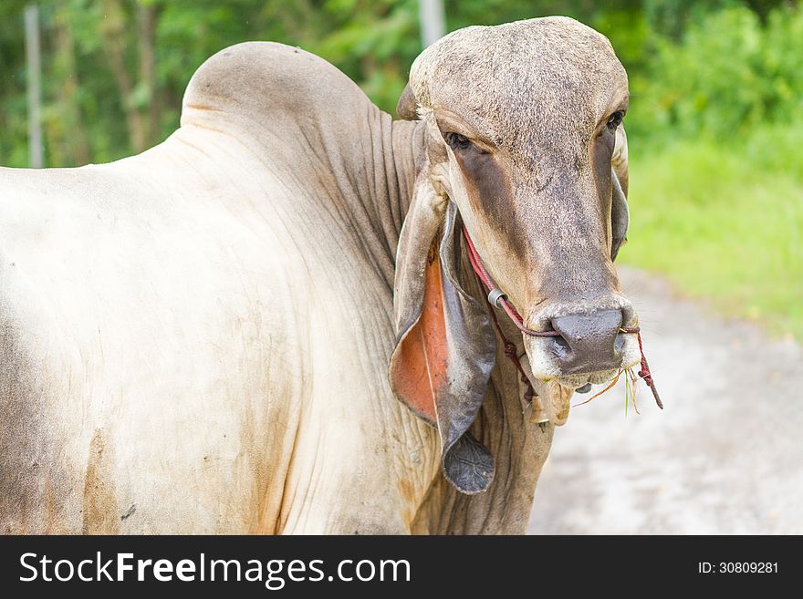 On the road stay a thai bull, looking at me