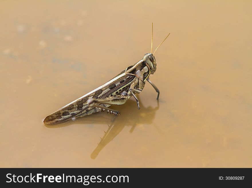 In the water stay a grasshopper waiting for jumping