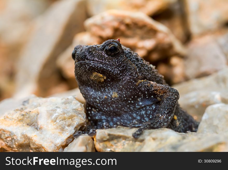 A black frog from thailand sit here nice and cute