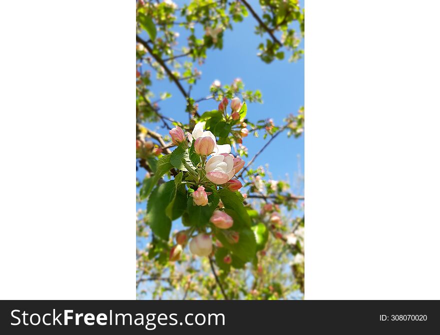 flower spring happy beauty tree green dream sky