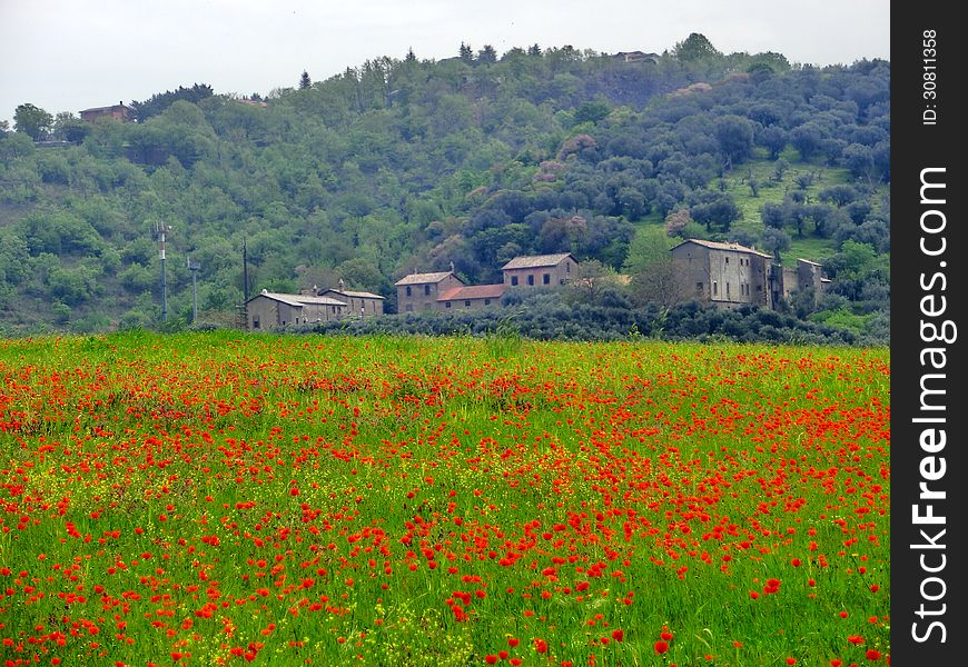 Italian farm with red poppies