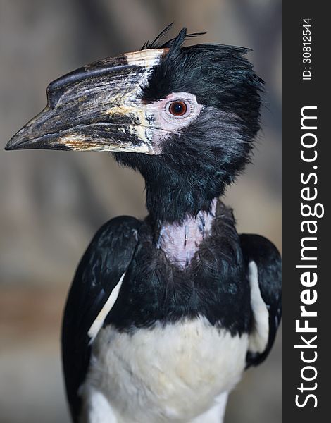 Hornbill is a bird with a huge beak