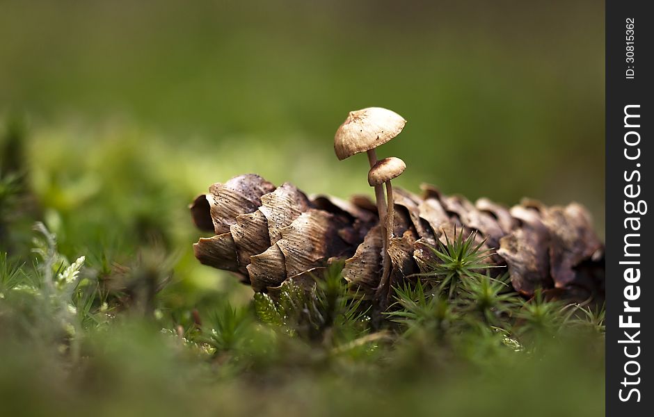 Autumn Mushroom