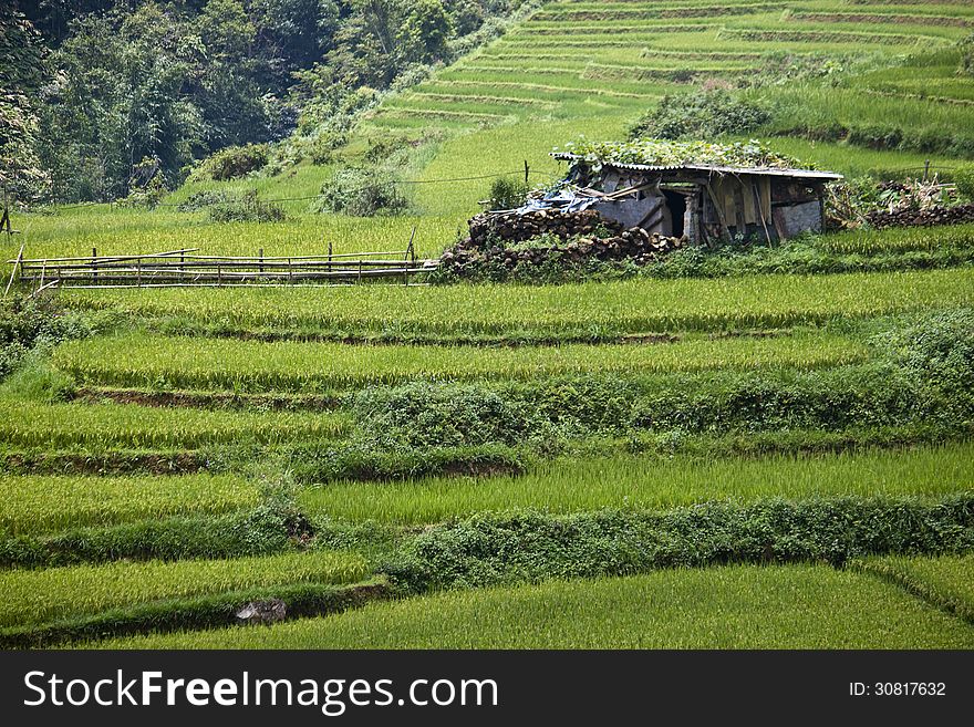 Paddy fields in northern Vietnam