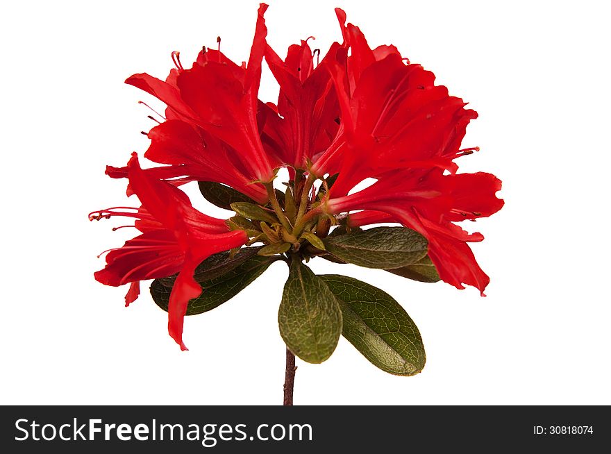 Isolated Red flower Azalea with leaves