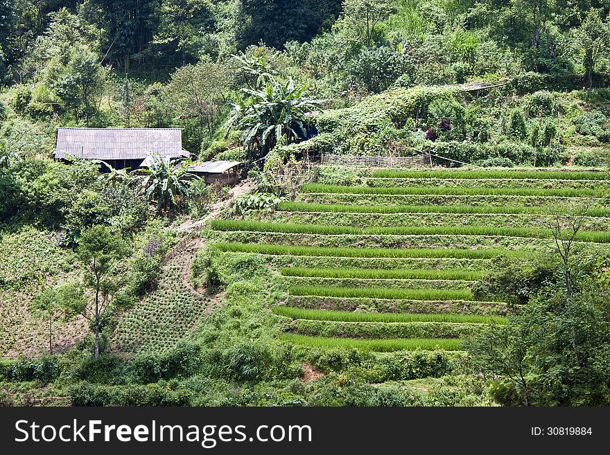 Paddy fields in northern Vietnam