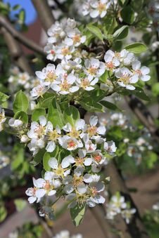 Pear Blossom Close-up, Selective Focus Royalty Free Stock Images Pear Blossom Close-up, Selective Focus Royalty Free Stock Images