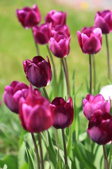 Maroon Tulips , Selective Focus Stock Photos Maroon Tulips , Selective Focus Stock Photos
