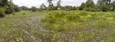 Swamp Stock Image