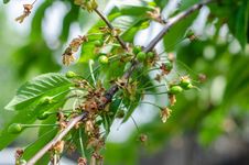 Green Sour Cherries Stock Photography Green Sour Cherries Stock Photography