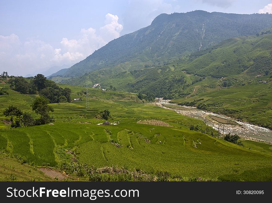 Paddy fields in a valley