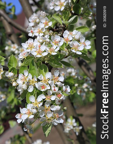 Pear Blossom Close-up, Selective Focus