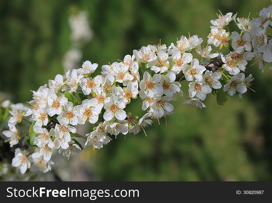 Plum blossom branch close-up