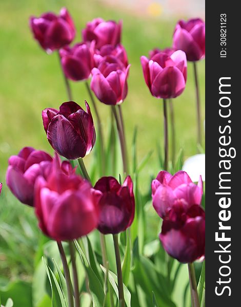 Maroon tulips , selective focus