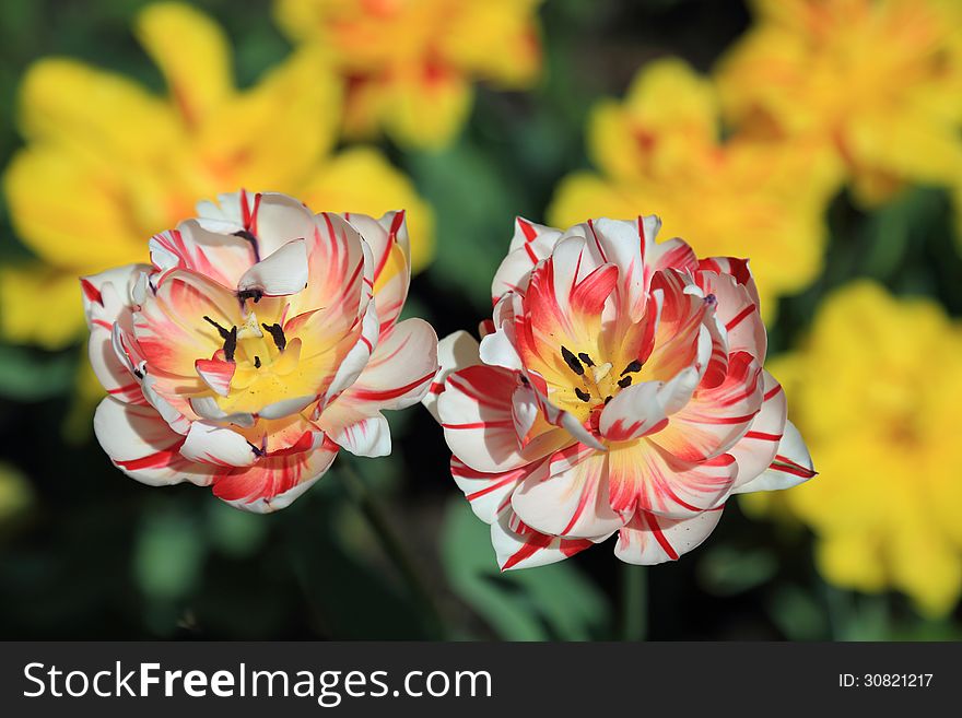 Mottled red and white tulips