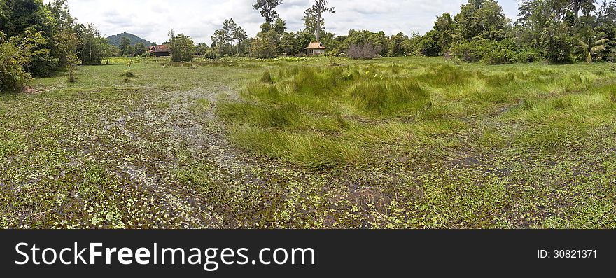 Panorama of a swamp in Cambodia