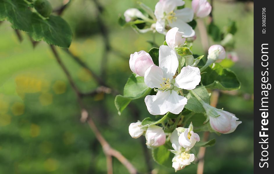 Blossoming Of Appletree. Several Flowers Of Blooming Apple