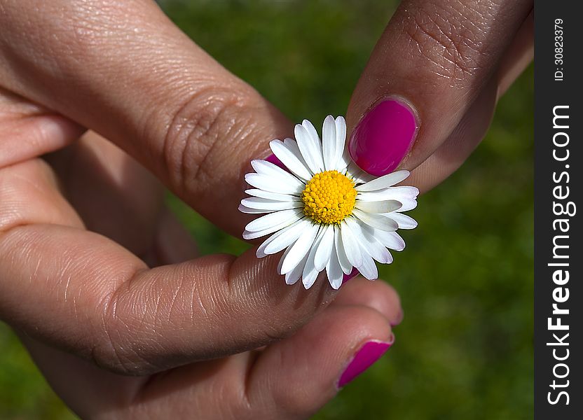 He loves me, he loves me not. Hand woman picking a pedal from a daisy.