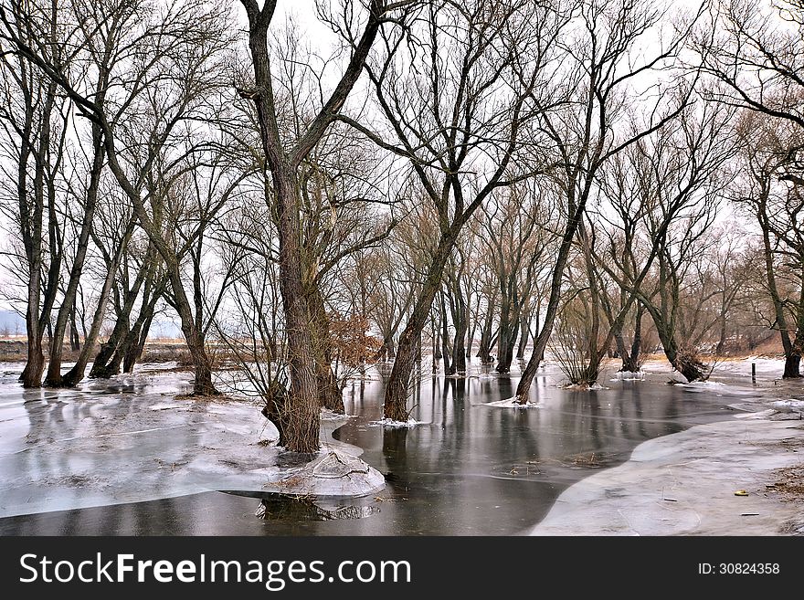 A forest in winter during flood