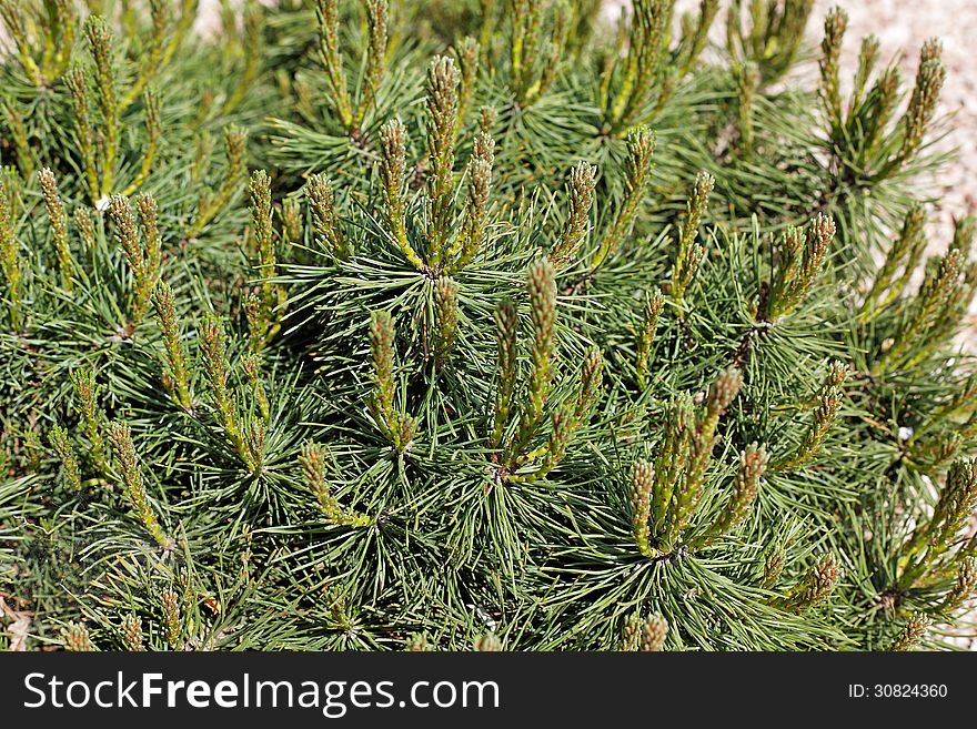 Fresh green lives of the pine species. Fresh green lives of the pine species