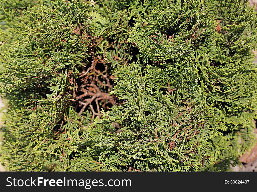 Green leaves pine species in summer