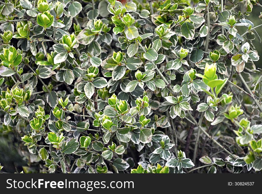 Close up photography of an Emerald Gaiety plant. Close up photography of an Emerald Gaiety plant