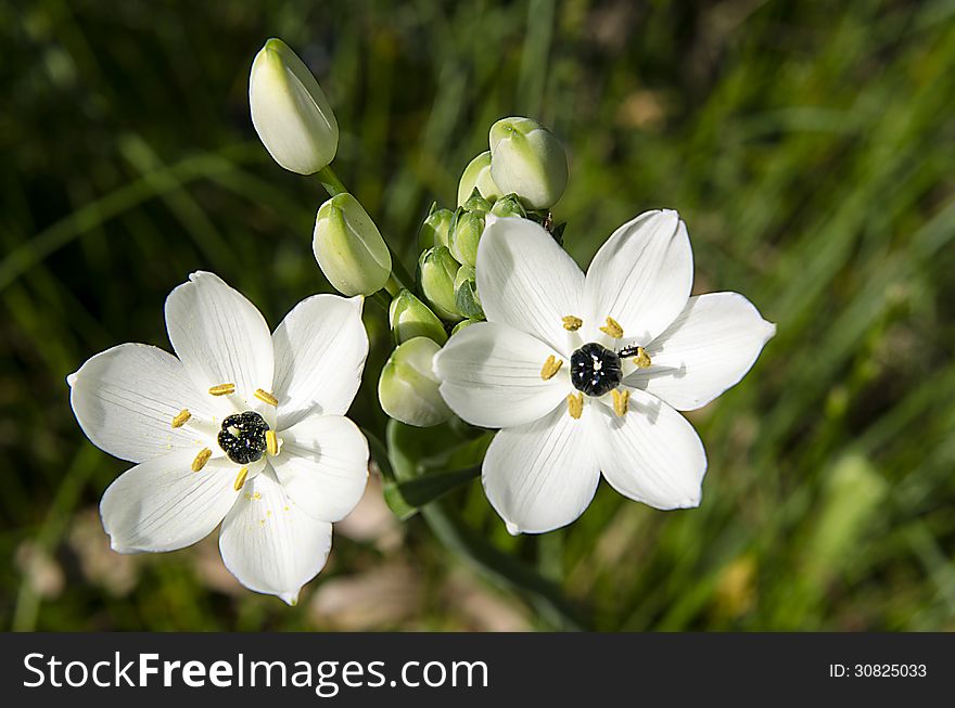 Close-up of black and white Star of Bethlehem flower with stamen and pistils and pollen on natural background. South sardinia.