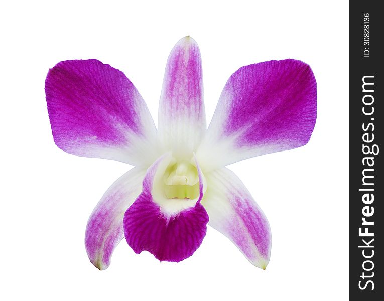 Deep purple orchid isolated on a white background