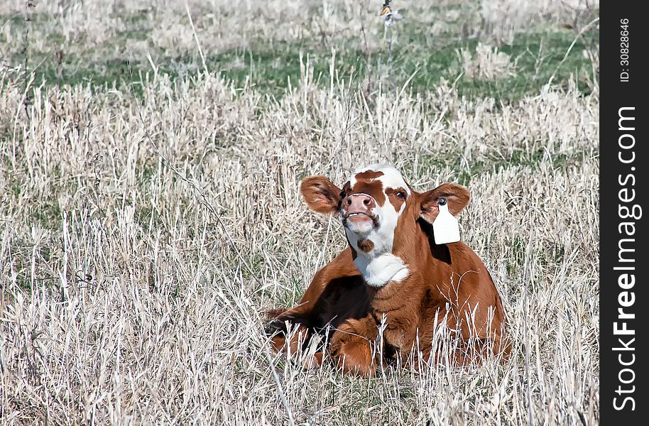 Young, grass fed, organic calf laying in the tall springtime grass. Visible teeth appears to see him smiling. Young, grass fed, organic calf laying in the tall springtime grass. Visible teeth appears to see him smiling.