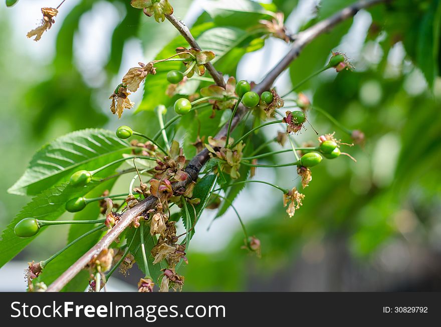 Green sour cherries on a branch