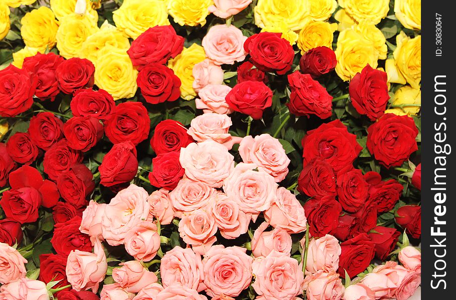 Arrangement of tri-colored rose bed in a flower show