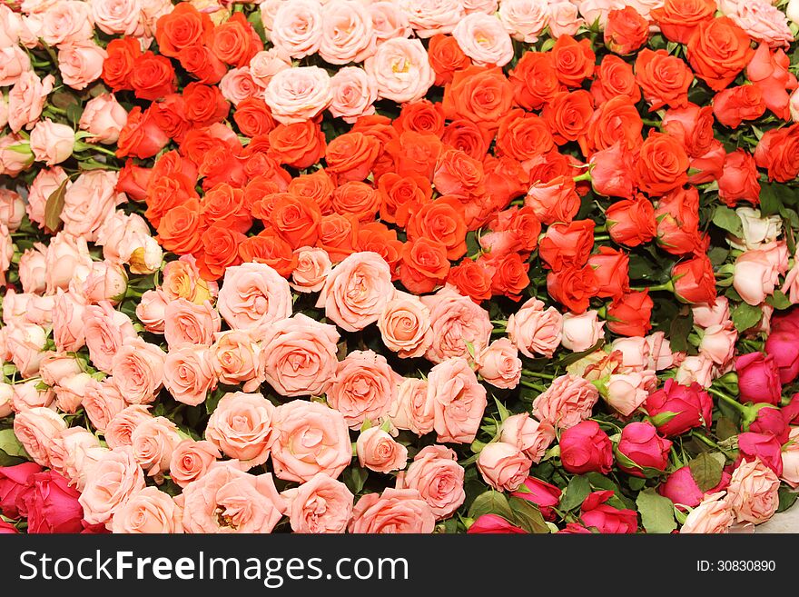 Pink and red roses bed background. Pink and red roses bed background