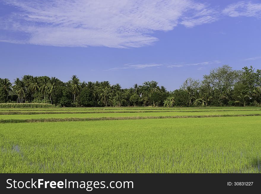 Rice field and blue sky