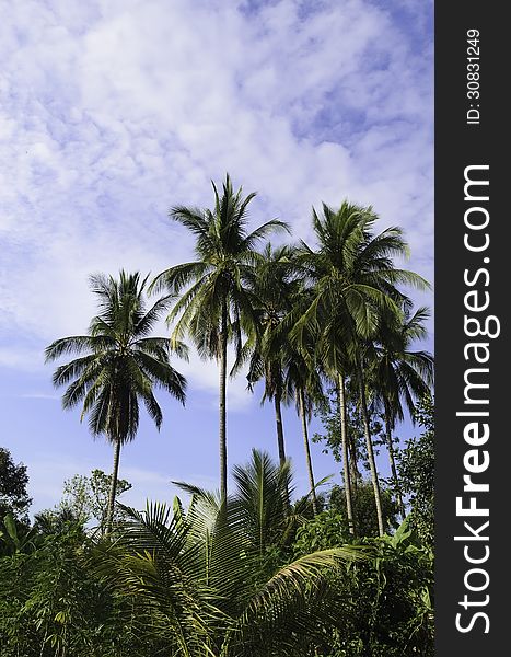 Coconut tree in the garden