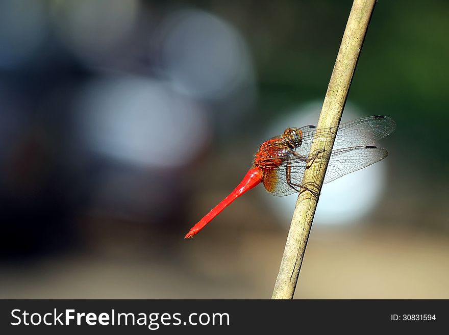 Beautiful dragonfly in the natural