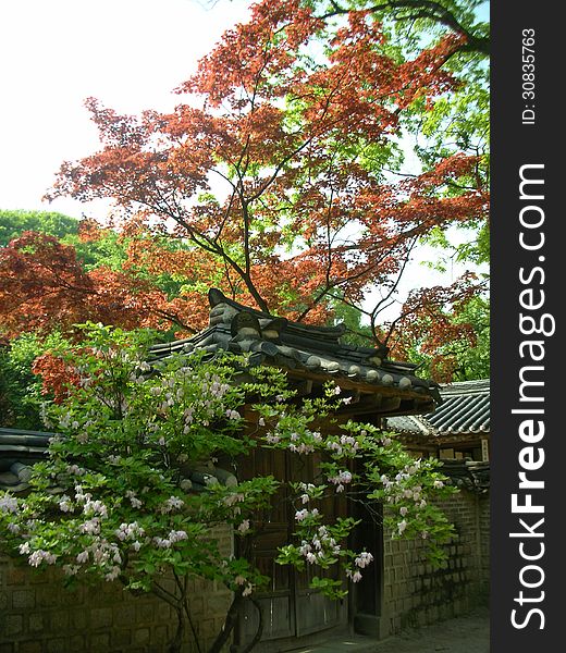 Inside the walls of Changdeok Palace lies a secret garden. This is a view of its walls, surrounded by spring blossoms. Inside the walls of Changdeok Palace lies a secret garden. This is a view of its walls, surrounded by spring blossoms.