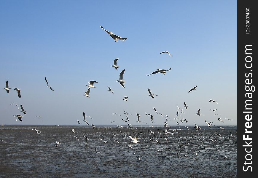 Group of seagulls fly over sea at bangpu seaside Thailand. Group of seagulls fly over sea at bangpu seaside Thailand
