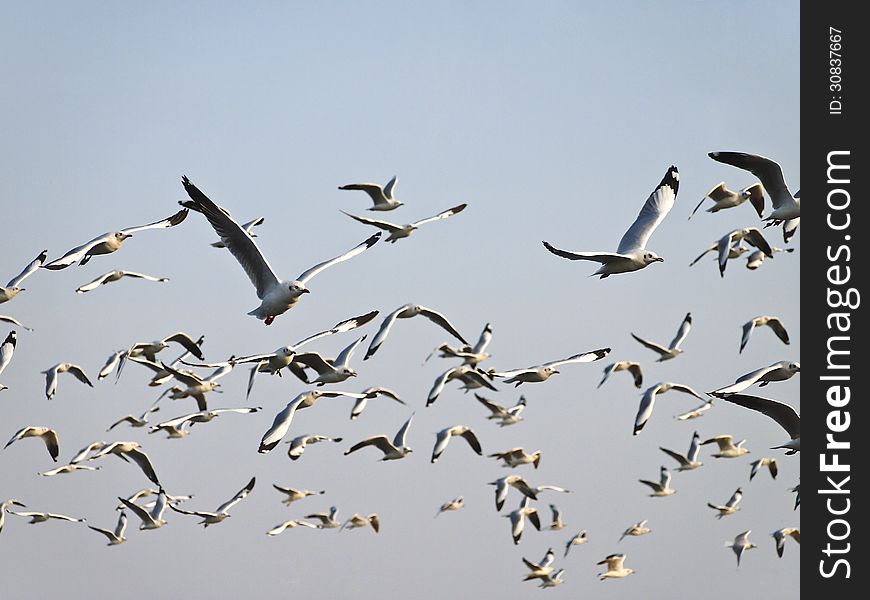 Groups of seagull fly and soar in daytime