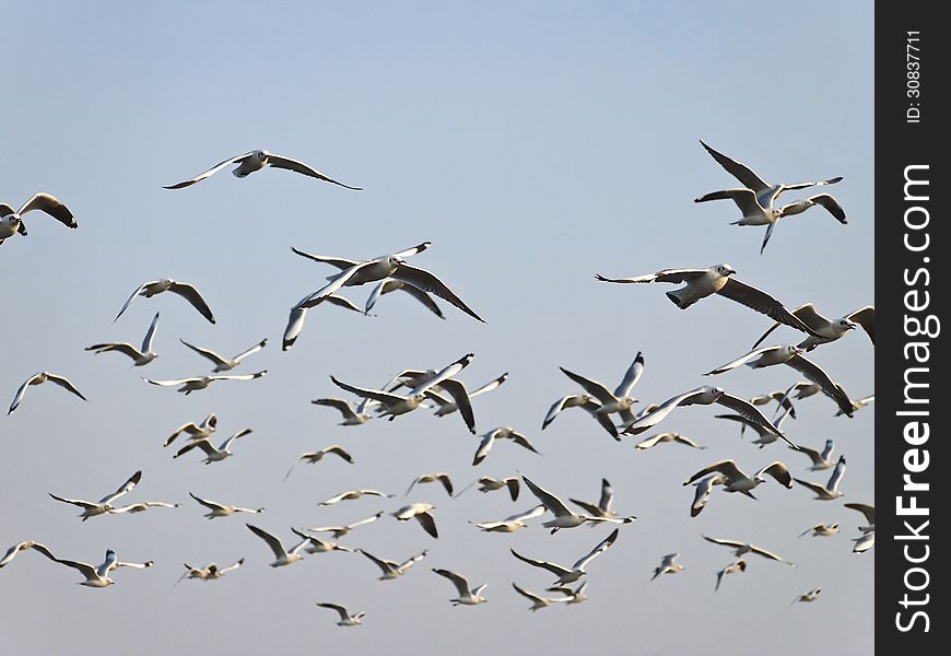 Groups of seagull fly in sky and sunlight. Groups of seagull fly in sky and sunlight