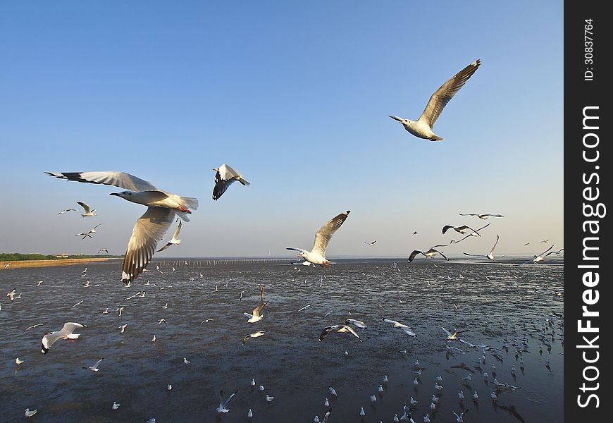 Groups of seagull soar in sky at bangpu seaside Thailand