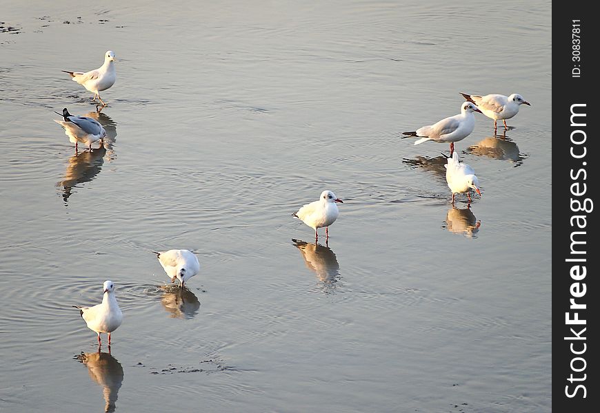 Group of seagulls walking on the seaside coast