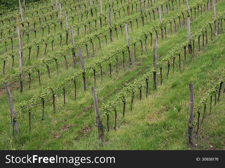 Vineyard In The Green Hill Meadow In Summer