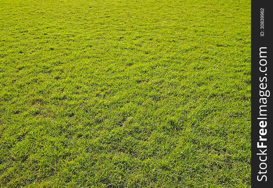 Wide green lawn in park and sunlight. Wide green lawn in park and sunlight
