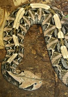 Snake Stock Photography Snake Stock Photography