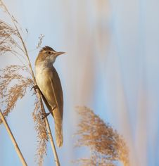 Eurasian Reed Warbler, Acrocephalus Scirpaceus, In Reed Natural Environment Stock Photos Eurasian Reed Warbler, Acrocephalus Scirpaceus, In Reed Natural Environment Stock Photos