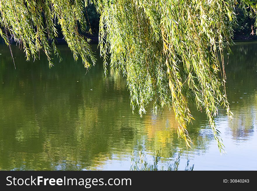 Willow branches above the surface of water